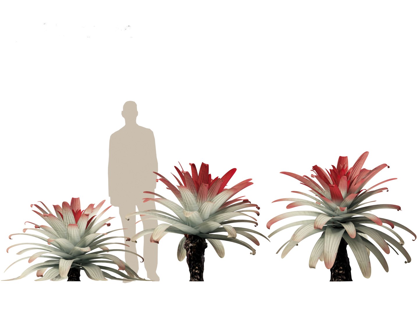 Alcantarea imperialis - Giant Bromeliad 3D model https://p.turbosquid.com/ts-thumb/XF/gSnRmQ/RK/alcantareaimperialis013/jpg/1697948454/1920x1080/fit_q87/10e8d57212fb8f9f9c219138a8930f74daf432d7/alcantareaimperialis013.jpg