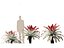 Alcantarea imperialis - Giant Bromeliad