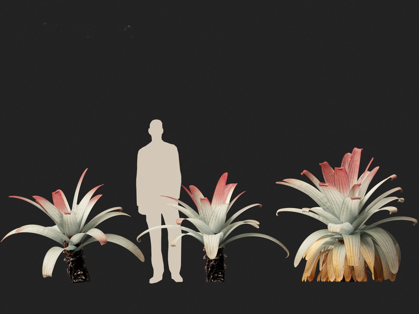 Alcantarea imperialis - Giant Bromeliad 3D model https://p.turbosquid.com/ts-thumb/XF/gSnRmQ/TC/alcantareaimperialis016/jpg/1697948458/1920x1080/fit_q87/b1f099eba2bc1e377839dca01233d1dfc0df15cd/alcantareaimperialis016.jpg