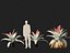 Alcantarea imperialis - Giant Bromeliad