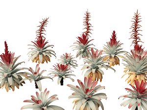 Alcantarea imperialis - Giant Bromeliad 3D model