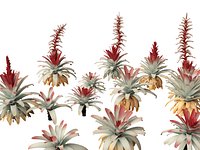 Alcantarea imperialis - Giant Bromeliad