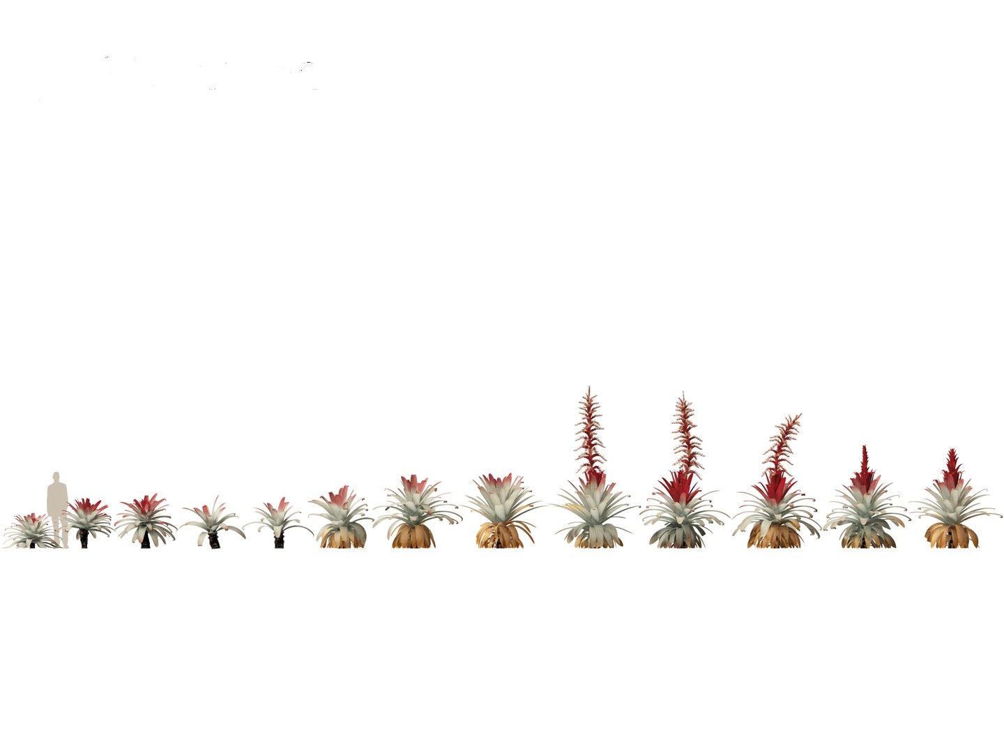 Alcantarea imperialis - Giant Bromeliad 3D model https://p.turbosquid.com/ts-thumb/XF/gSnRmQ/Zf/alcantareaimperialis011/jpg/1697948448/1920x1080/fit_q87/719259d52fe95b7447f26d6c091c27a71ed7415f/alcantareaimperialis011.jpg