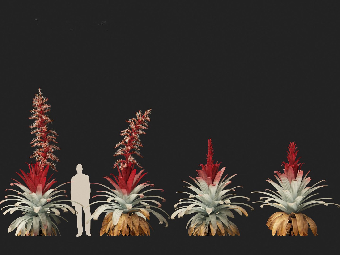 Alcantarea imperialis - Giant Bromeliad 3D model https://p.turbosquid.com/ts-thumb/XF/gSnRmQ/ix/alcantareaimperialis0110/jpg/1697948463/1920x1080/fit_q87/b610293eb21e26c7fb15a6a3dc2c04579712c2a2/alcantareaimperialis0110.jpg