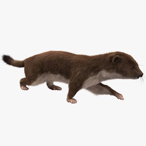 3dsmax weasel pose 1 fur