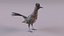 Roadrunner 3D model