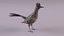Roadrunner 3D model