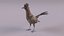 Roadrunner 3D model