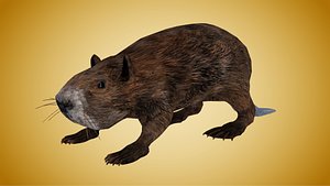 Beaver