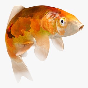 Japanese Carp Fish Rigged L1729 3D model