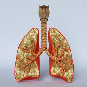 3D lungs trachea larynx