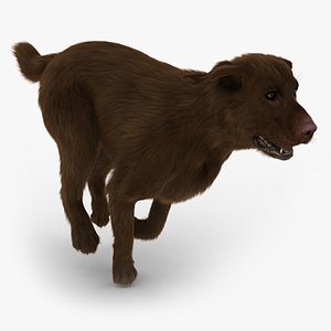 labrador chocolate - fur 3d model