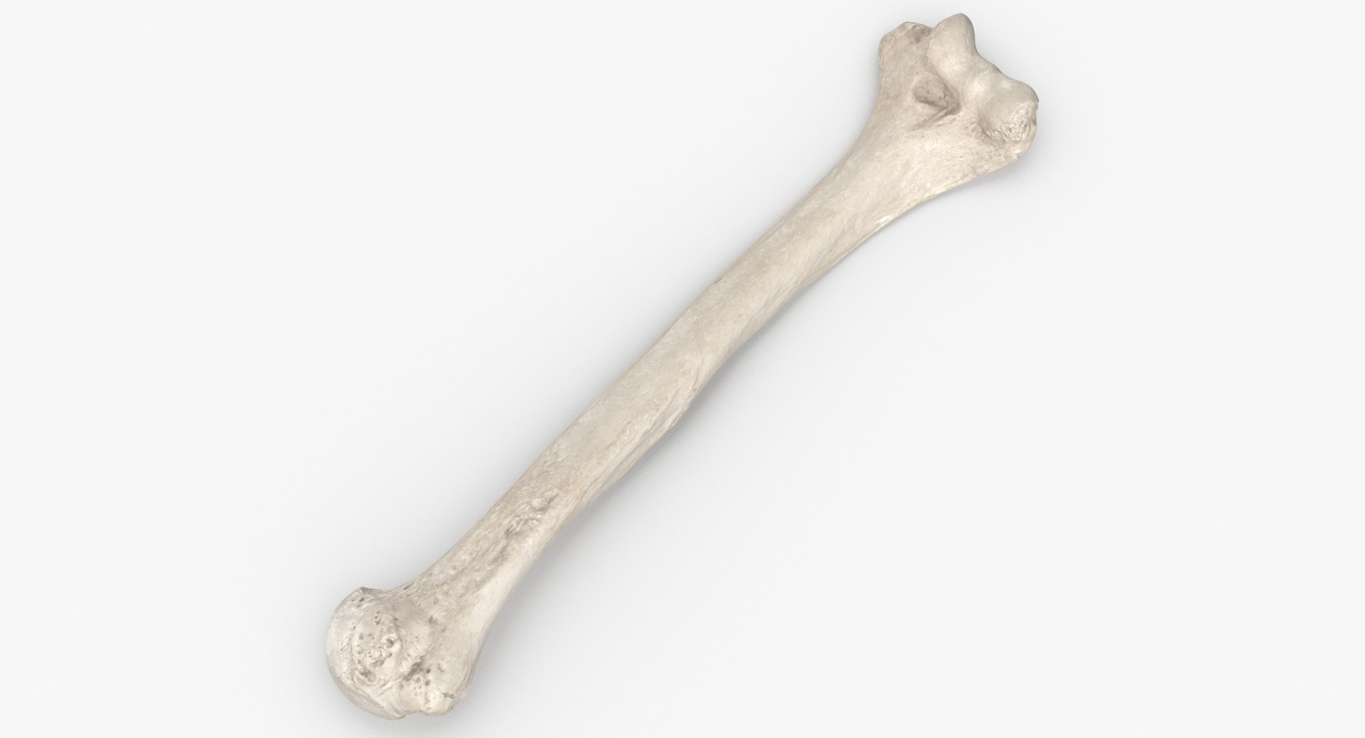 Real Human Humerus Bone 01 3D Model $49 - .c4d .max .fbx .ma .obj - Free3D