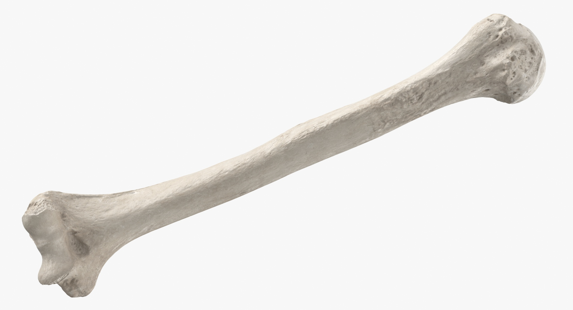 Real Human Humerus Bone 01 3D Model $49 - .c4d .max .fbx .ma .obj - Free3D