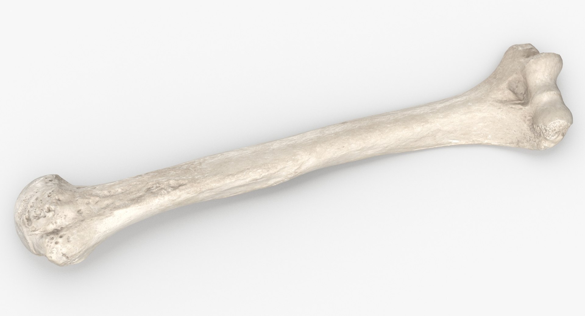 Human Humerus Bone 01 Model - TurboSquid 1539324