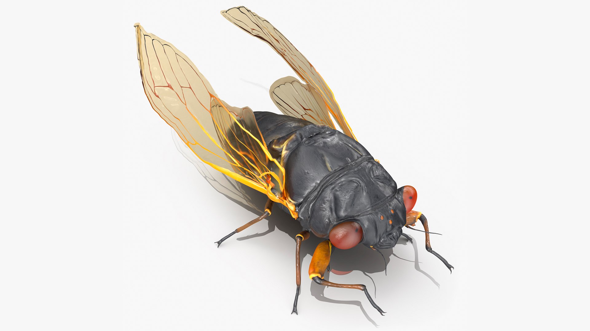 Magicicada Septendecim Rigged 3D model preview
