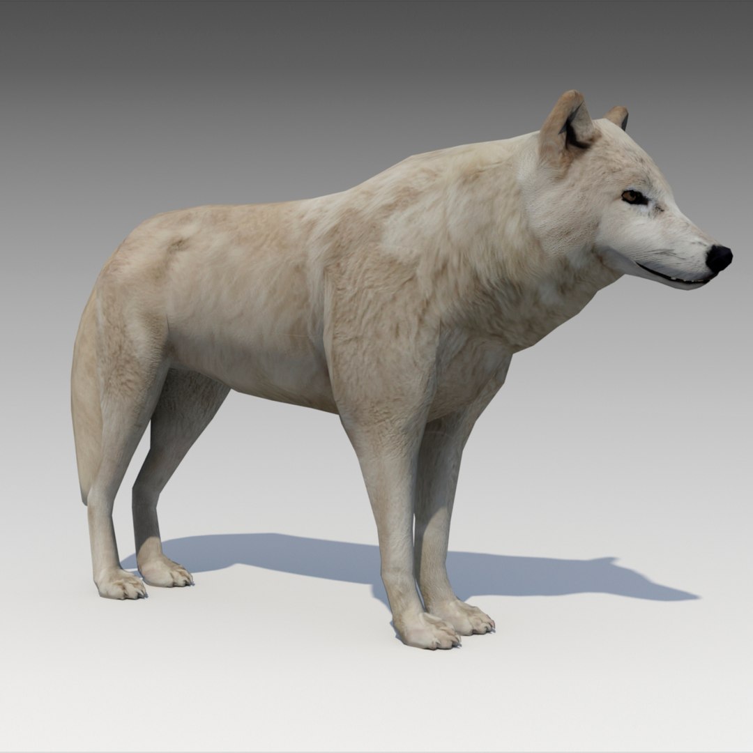 Arctic Wolf Model TurboSquid 1213245