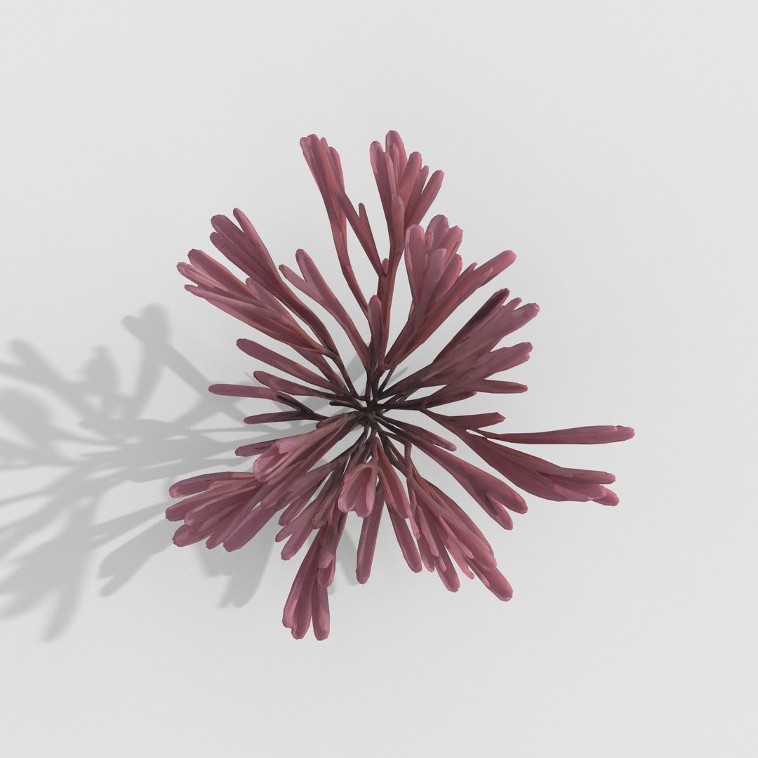 3D Seaweed V12 https://p.turbosquid.com/ts-thumb/XH/7ui4Ta/Uk/5/jpg/1776497623/1920x1080/fit_q87/1a72e20039f1c3af32e9d1be93d00bd7d158bfa7/5.jpg