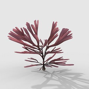 Seaweed V12
