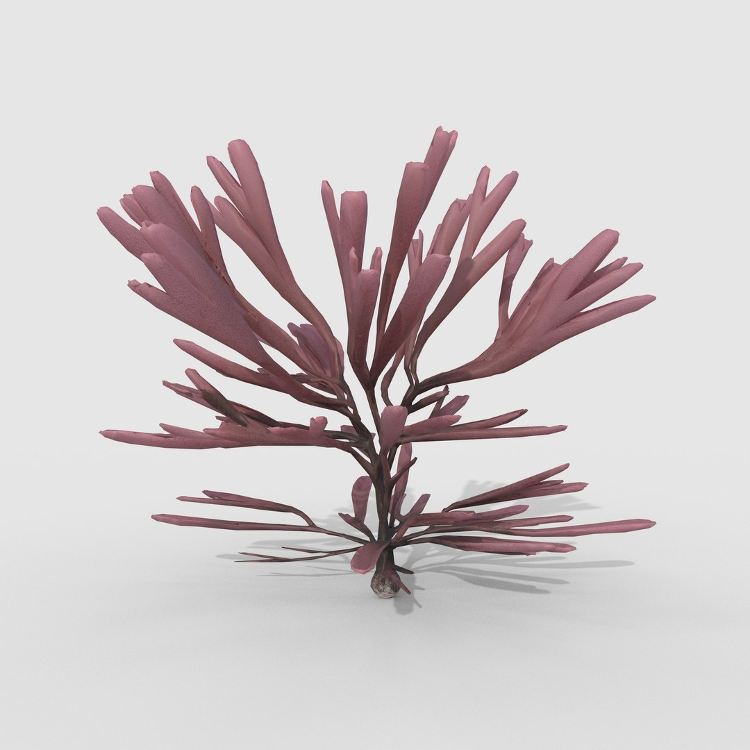 3D Photorealistic Seaweed Pack https://p.turbosquid.com/ts-thumb/XH/7ui4Ta/mw/1/jpg/1776497782/1920x1080/fit_q87/11297d693a8911628c60938f60a84cf0c5594bef/1.jpg