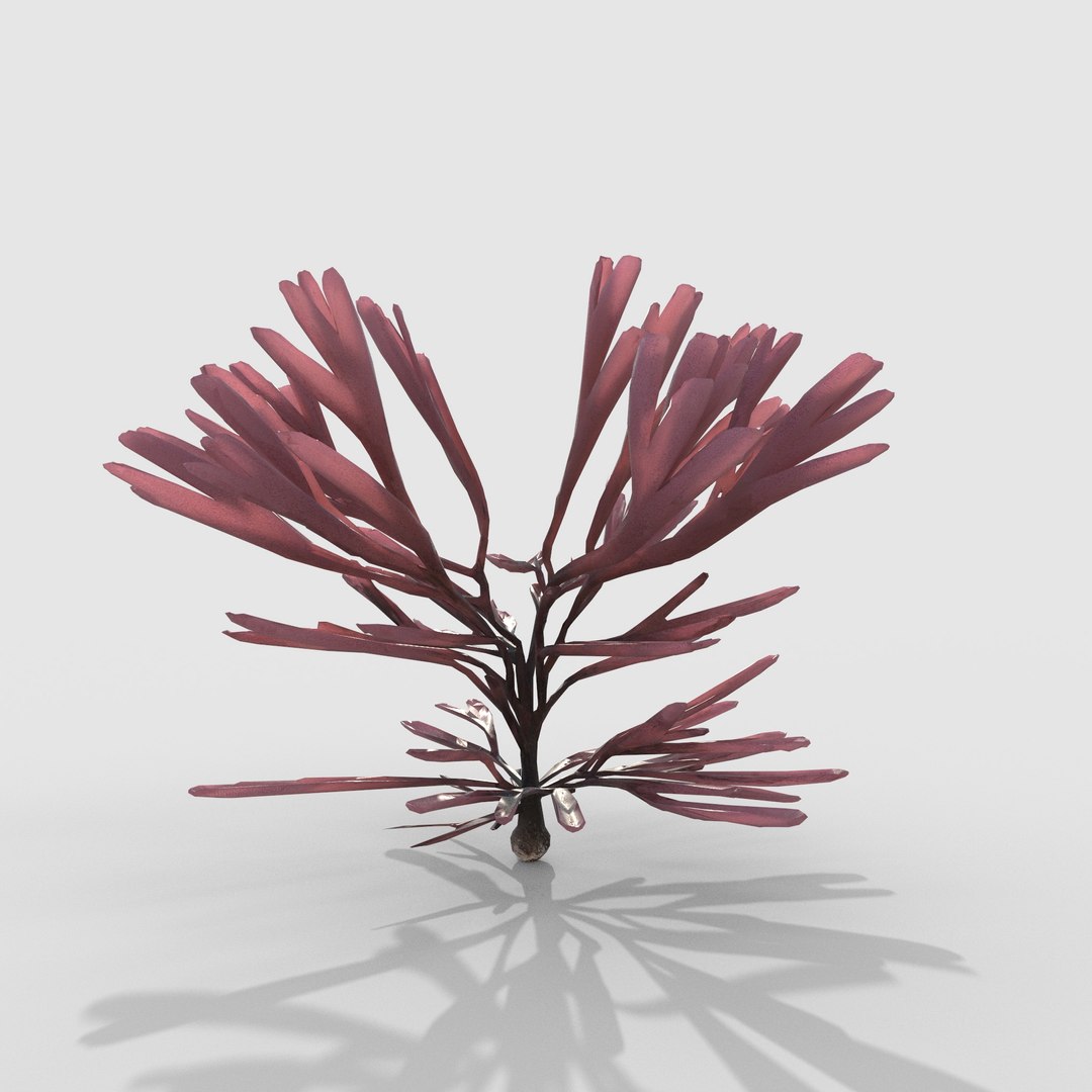 3D Seaweed V12 https://p.turbosquid.com/ts-thumb/XH/7ui4Ta/oh/3/jpg/1776497625/1920x1080/fit_q87/0eb09da7d1213021c84915011343761b07157f48/3.jpg