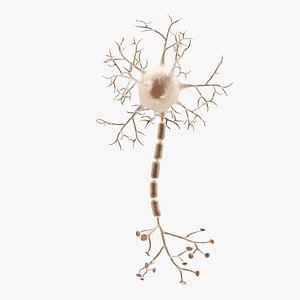 Neuron 3 3D model
