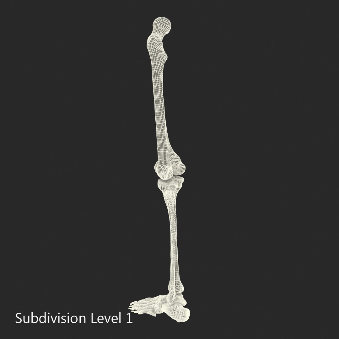 female skeleton human skull 3d model https://p.turbosquid.com/ts-thumb/XH/MVjHjk/12ktomDr/femaleskeletoncollection3dmodels099/jpg/1464948833/1920x1080/fit_q87/71821a067e292ed3607500264d3628cd1106ab28/femaleskeletoncollection3dmodels099.jpg