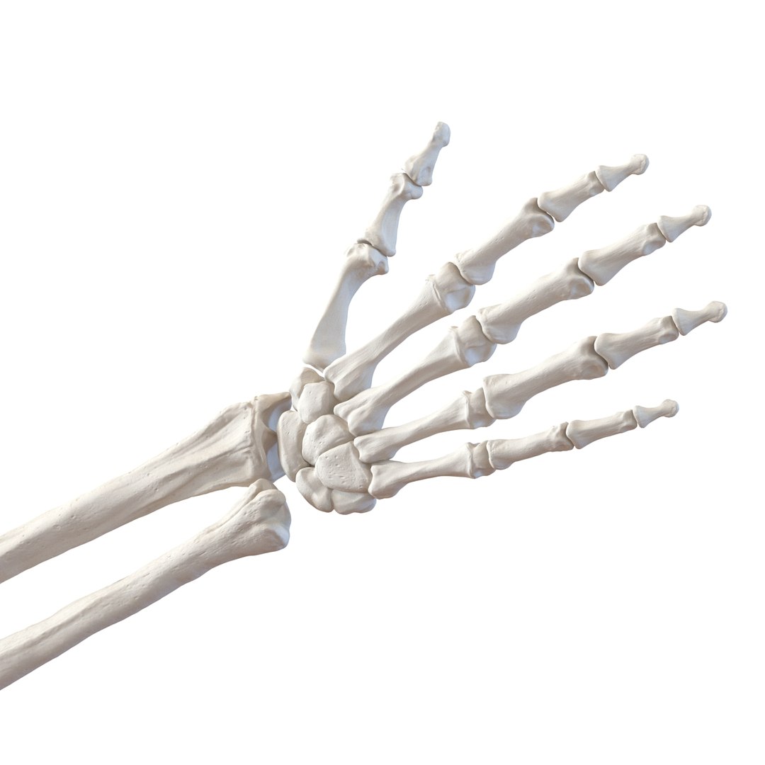 female skeleton human skull 3d model https://p.turbosquid.com/ts-thumb/XH/MVjHjk/1L6Fbndd/femaleskeletoncollection3dmodels049/jpg/1464948825/1920x1080/fit_q87/136ff68e582e5affdda992e6bebf86ef3d7d6682/femaleskeletoncollection3dmodels049.jpg