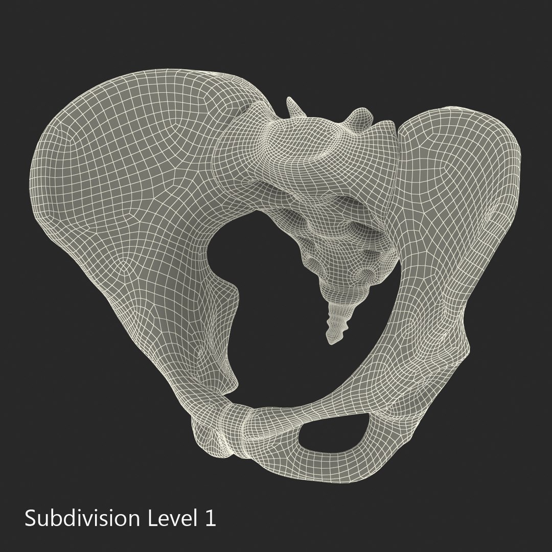 female skeleton human skull 3d model https://p.turbosquid.com/ts-thumb/XH/MVjHjk/5s2adTGt/femaleskeletoncollection3dmodels089/jpg/1464948831/1920x1080/fit_q87/e0d7478c6557f08ae71d5d634223fdd834487576/femaleskeletoncollection3dmodels089.jpg