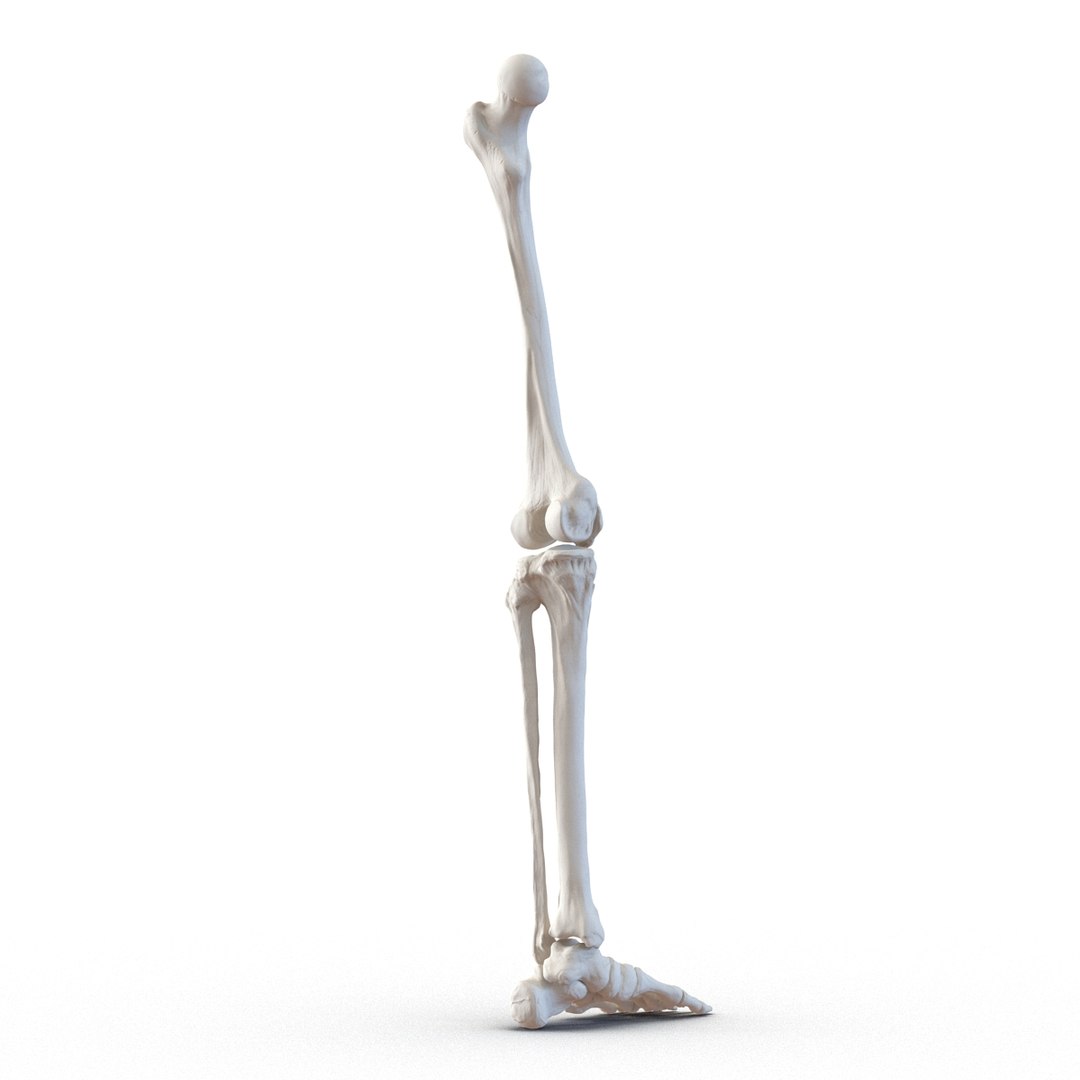 female skeleton human skull 3d model https://p.turbosquid.com/ts-thumb/XH/MVjHjk/8fuwGx2Q/femaleskeletoncollection3dmodels073/jpg/1464948829/1920x1080/fit_q87/7a9eeaf3cdb9cc0d2ccff6f708c172bdf2162a2b/femaleskeletoncollection3dmodels073.jpg