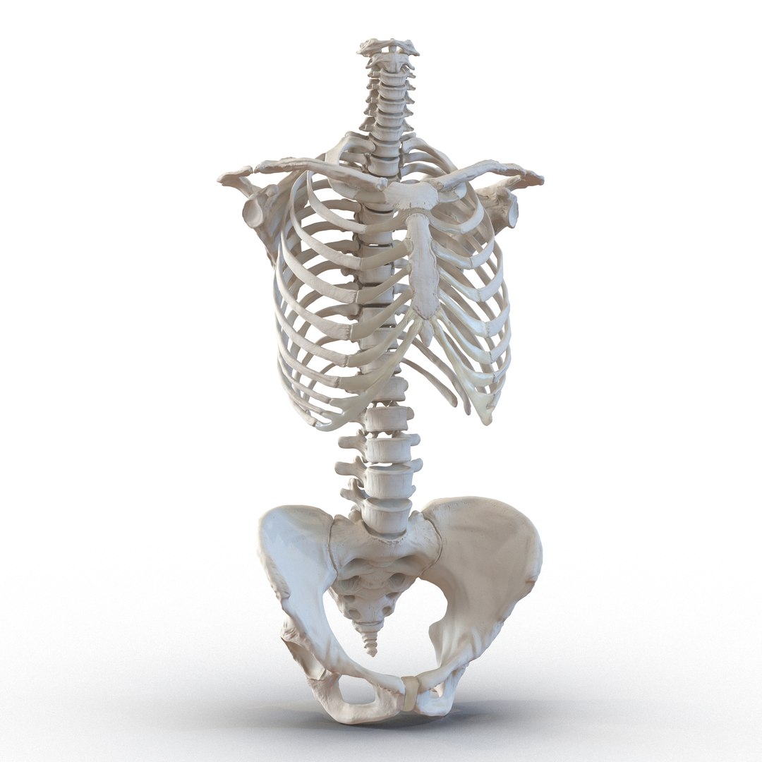 female skeleton human skull 3d model https://p.turbosquid.com/ts-thumb/XH/MVjHjk/9nKXRTU9/femaleskeletoncollection3dmodels024/jpg/1464948822/1920x1080/fit_q87/34ad441acf4cb2823de09e086cb4e2fff4ba8d49/femaleskeletoncollection3dmodels024.jpg