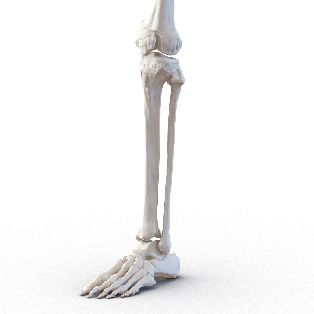 female skeleton human skull 3d model https://p.turbosquid.com/ts-thumb/XH/MVjHjk/9zWnXhXw/femaleskeletoncollection3dmodels079/jpg/1464948830/1920x1080/fit_q87/d879a60b49353c8cae3c851315c1b7f0c87ea80c/femaleskeletoncollection3dmodels079.jpg