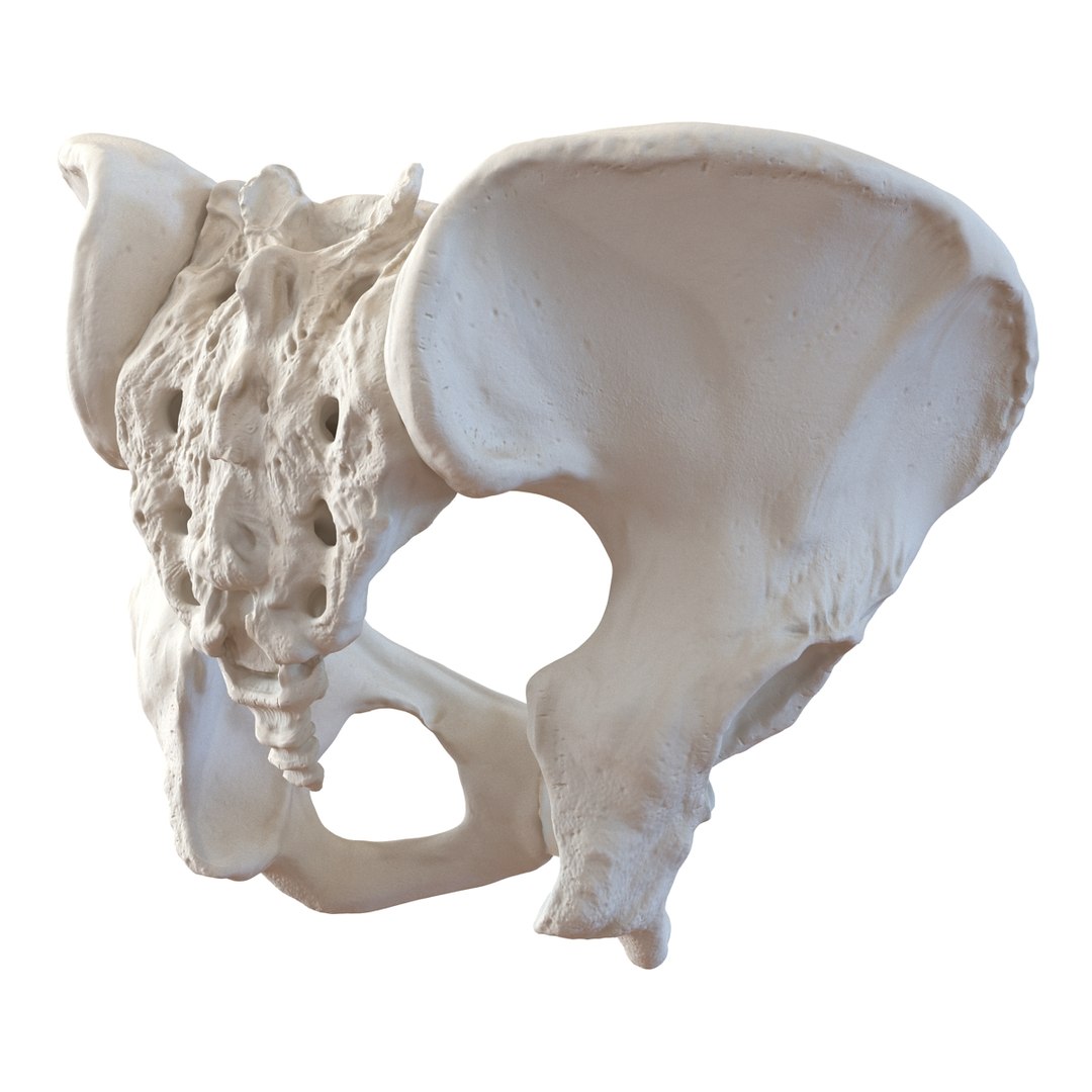 female skeleton human skull 3d model https://p.turbosquid.com/ts-thumb/XH/MVjHjk/CUWqSiiB/femaleskeletoncollection3dmodels016/jpg/1464948821/1920x1080/fit_q87/17657d63f34a7b588820f5575012d932ad837b1a/femaleskeletoncollection3dmodels016.jpg