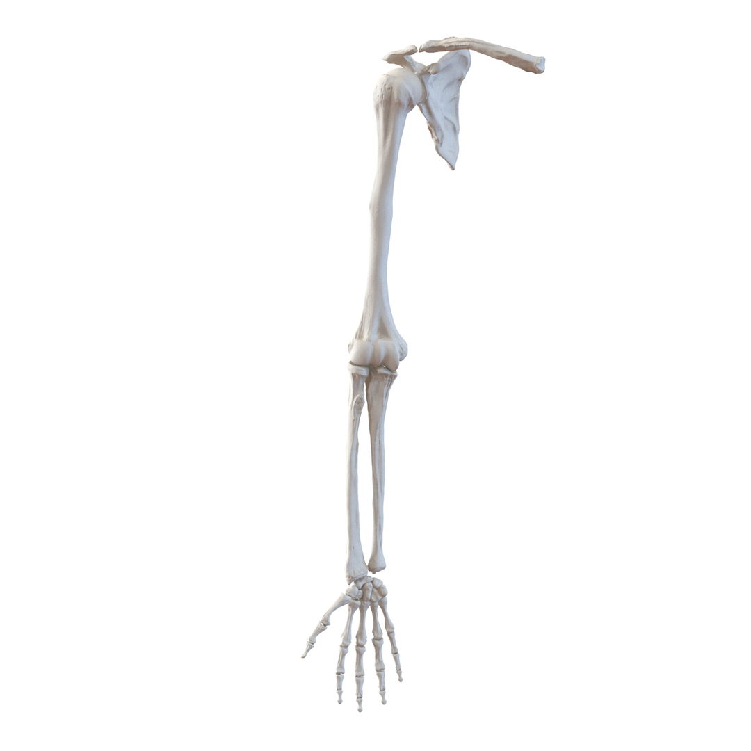 female skeleton human skull 3d model https://p.turbosquid.com/ts-thumb/XH/MVjHjk/DDBrnKMi/human_arm_bones_360/jpg/1464944465/1920x1080/turn_fit_q99/900ffdc27d188b8da7363b11c50f0ef10ff12052/human_arm_bones_360-1.jpg