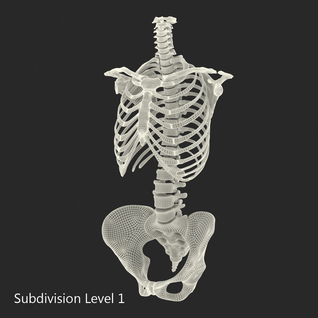 female skeleton human skull 3d model https://p.turbosquid.com/ts-thumb/XH/MVjHjk/DggFhhzd/femaleskeletoncollection3dmodels091/jpg/1464948831/1920x1080/fit_q87/99bccff82354e7ce9f17d4cc234d81a37f2fd2e1/femaleskeletoncollection3dmodels091.jpg