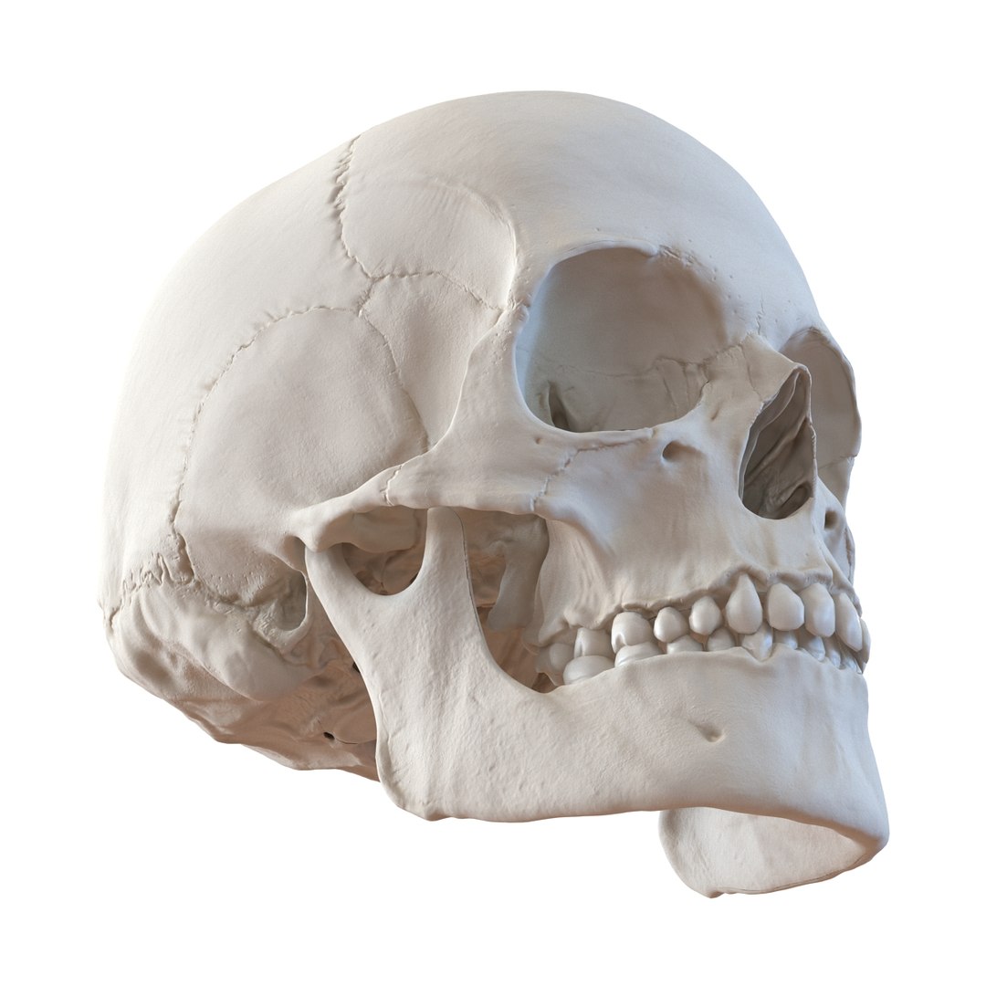 female skeleton human skull 3d model https://p.turbosquid.com/ts-thumb/XH/MVjHjk/EHHHk3H2/femaleskeletoncollection3dmodels007/jpg/1464948819/1920x1080/fit_q87/b3ca589f27ea27382232fec5f499dbbe6ae52a88/femaleskeletoncollection3dmodels007.jpg