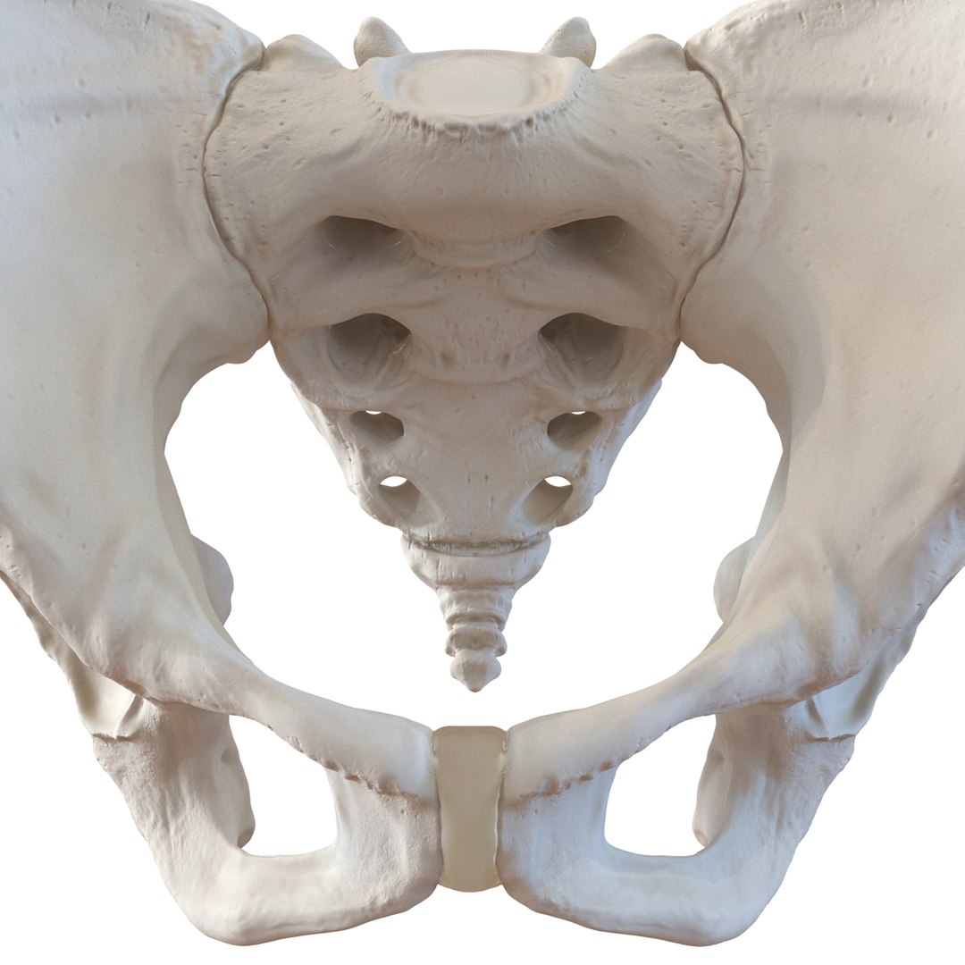 female skeleton human skull 3d model https://p.turbosquid.com/ts-thumb/XH/MVjHjk/HuGgKzSV/femaleskeletoncollection3dmodels023/jpg/1464948822/1920x1080/fit_q87/e79ba71b24865796b73eaca2890ddba25ba0f070/femaleskeletoncollection3dmodels023.jpg