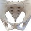 female skeleton human skull 3d model