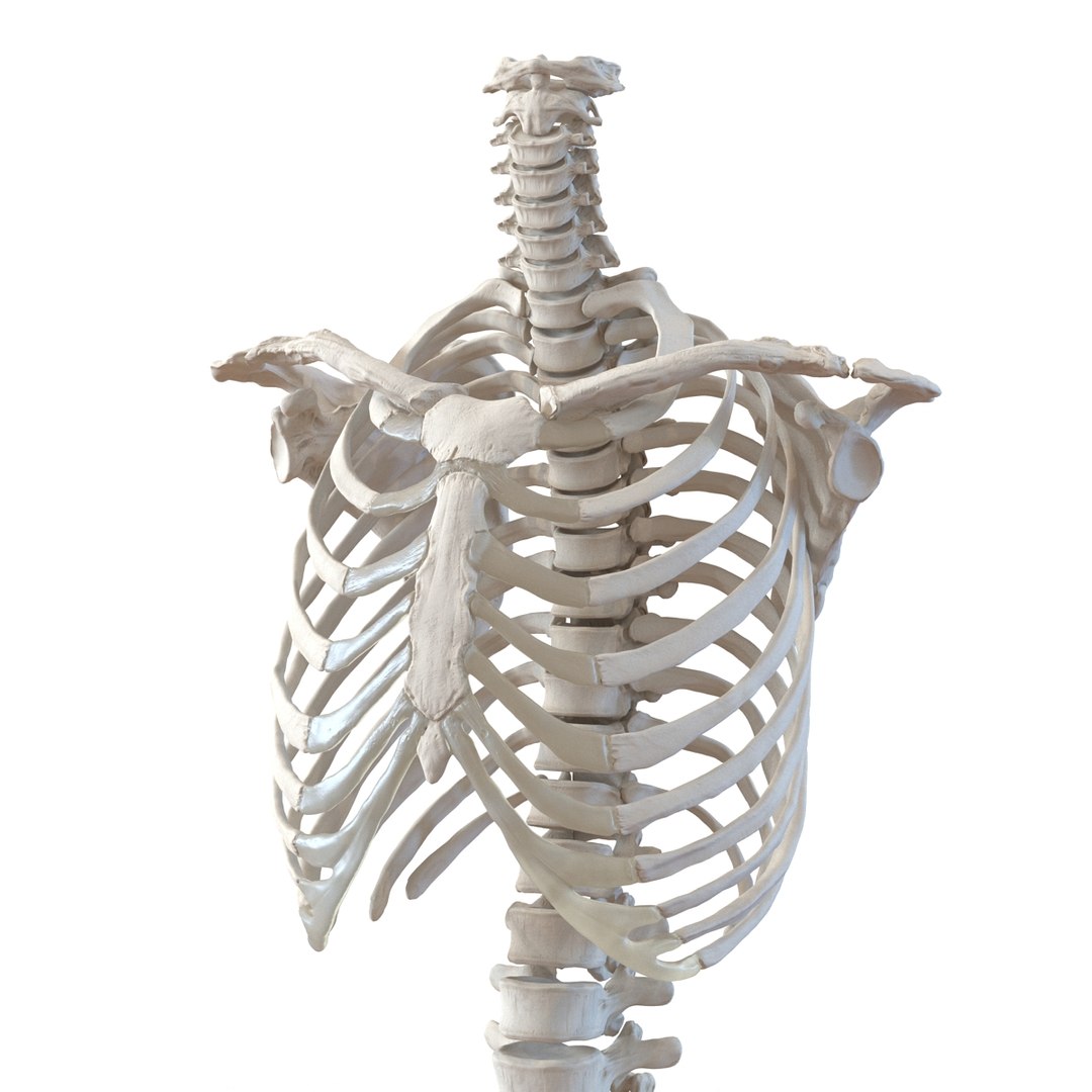 female skeleton human skull 3d model https://p.turbosquid.com/ts-thumb/XH/MVjHjk/HzbepT38/femaleskeletoncollection3dmodels032/jpg/1464948823/1920x1080/fit_q87/ca8e3c0448c77339564c4a105b89d9cd58a22759/femaleskeletoncollection3dmodels032.jpg
