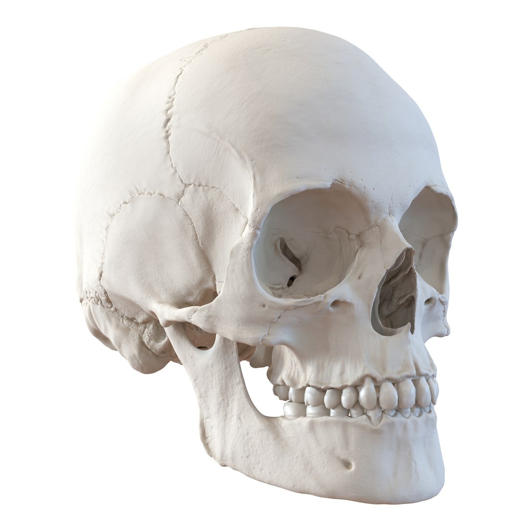 female skeleton human skull 3d model https://p.turbosquid.com/ts-thumb/XH/MVjHjk/L3ViiuqB/femaleskeletoncollection3dmodels003/jpg/1464948819/1920x1080/fit_q87/e5aafe0ca877540d5280dd34e965ca90da3afcab/femaleskeletoncollection3dmodels003.jpg