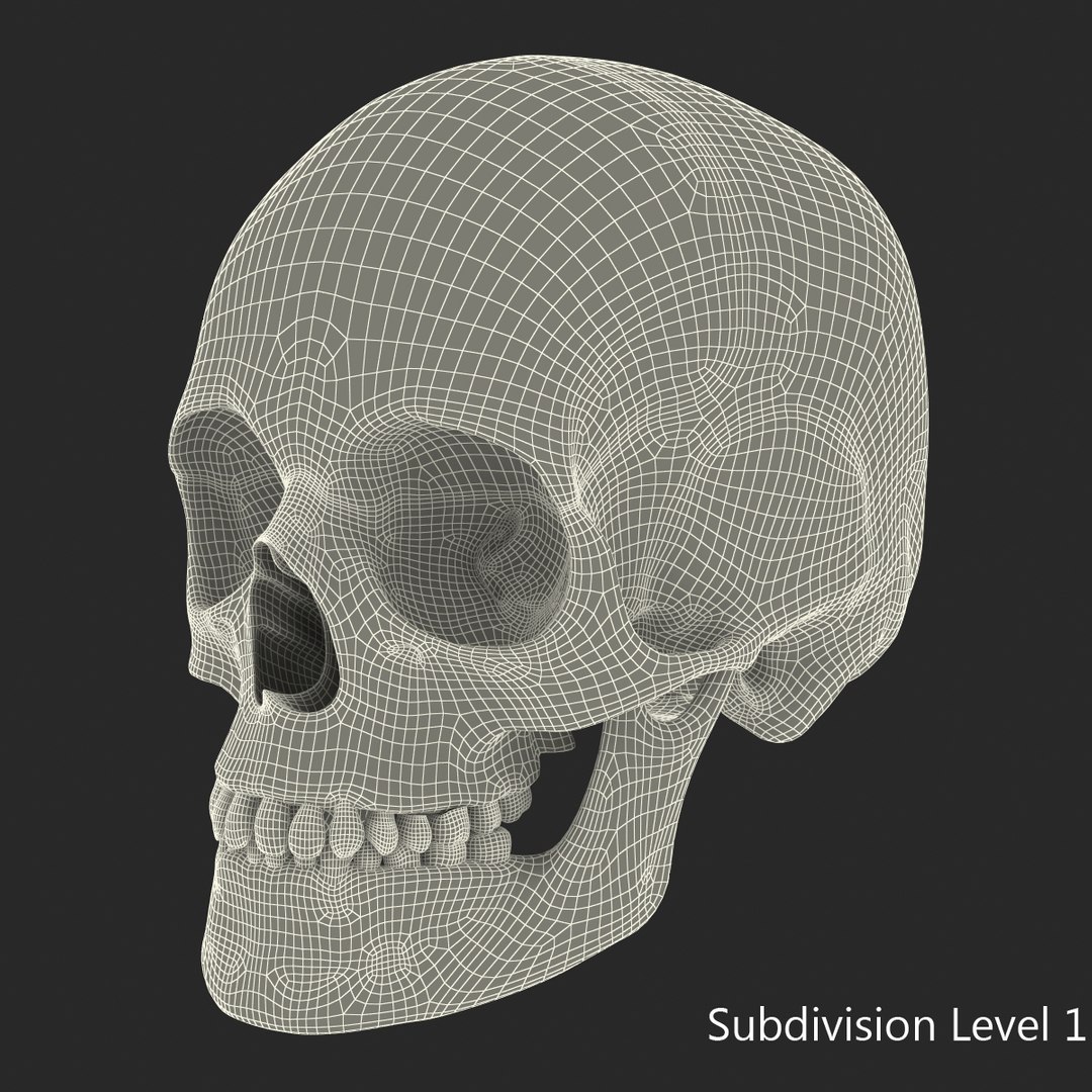 female skeleton human skull 3d model https://p.turbosquid.com/ts-thumb/XH/MVjHjk/M7O0Ml8z/femaleskeletoncollection3dmodels087/jpg/1464948831/1920x1080/fit_q87/a04efee3b91de603c2f0937968c7c76becfef691/femaleskeletoncollection3dmodels087.jpg