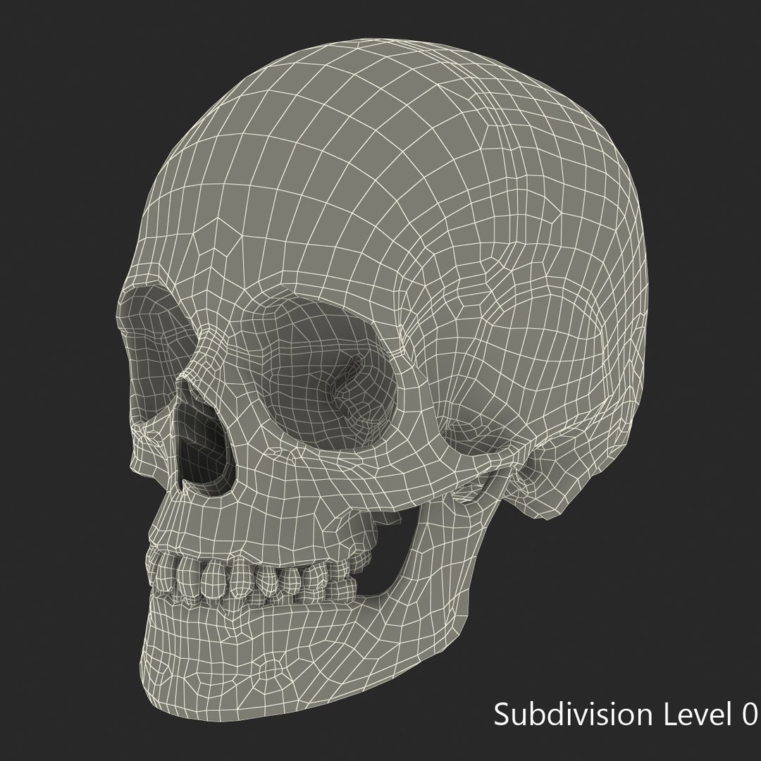 female skeleton human skull 3d model https://p.turbosquid.com/ts-thumb/XH/MVjHjk/MjQMANKJ/femaleskeletoncollection3dmodels086/jpg/1464948831/1920x1080/fit_q87/4d4ddd967a50fa64c1563eb4101f88b0e1aa8e4f/femaleskeletoncollection3dmodels086.jpg