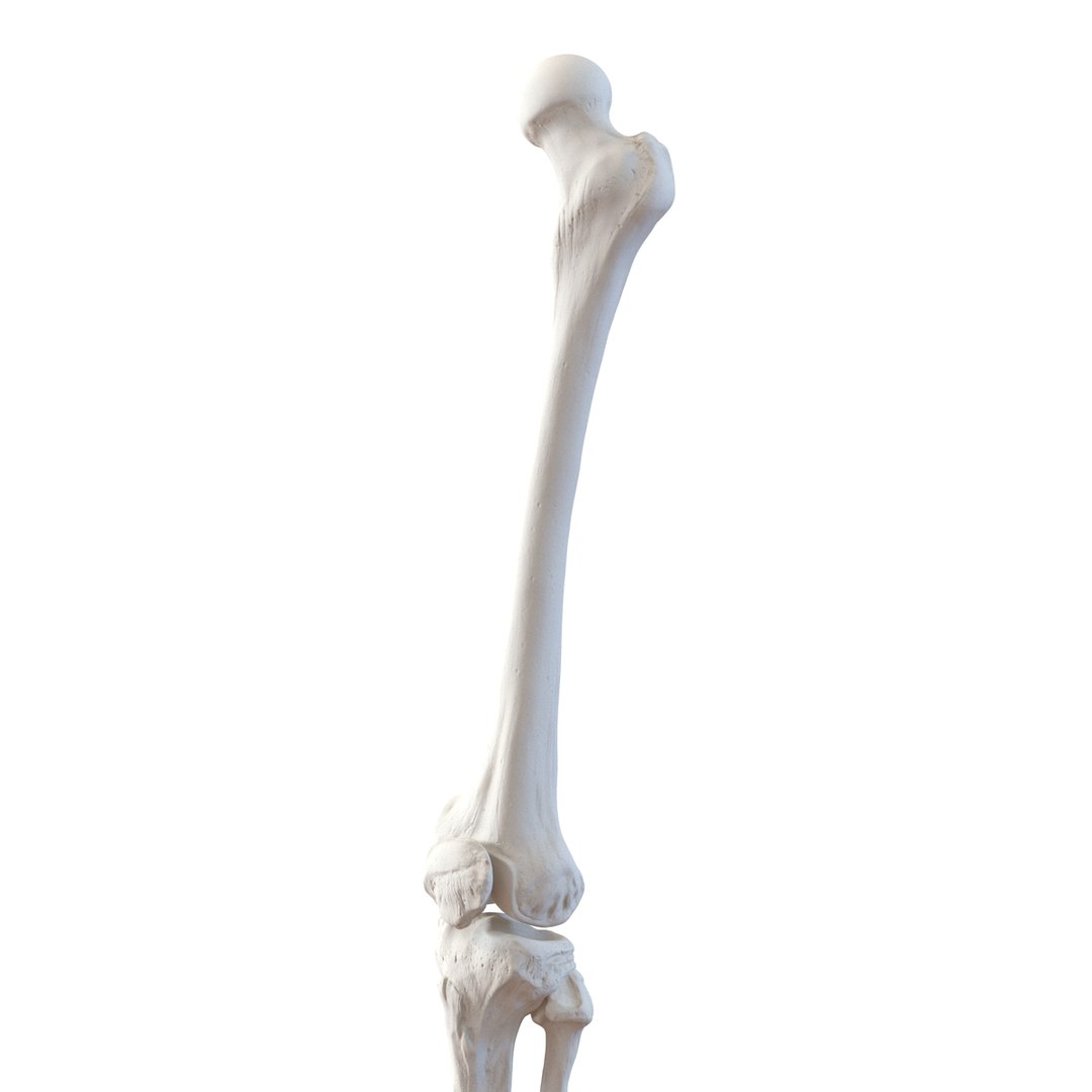 female skeleton human skull 3d model https://p.turbosquid.com/ts-thumb/XH/MVjHjk/QDFY2L1o/femaleskeletoncollection3dmodels077/jpg/1464948829/1920x1080/fit_q87/91aa84d0a9e67f2592a9ac44e19bbf3a2307e20b/femaleskeletoncollection3dmodels077.jpg