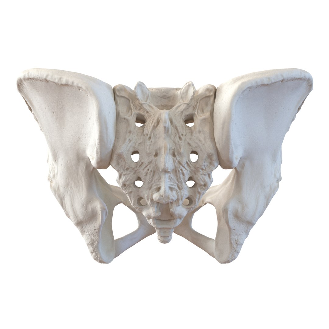 female skeleton human skull 3d model https://p.turbosquid.com/ts-thumb/XH/MVjHjk/QmcBESZI/femaleskeletoncollection3dmodels017/jpg/1464948821/1920x1080/fit_q87/3390f2cec45be502775473457c96eb2941d23c91/femaleskeletoncollection3dmodels017.jpg