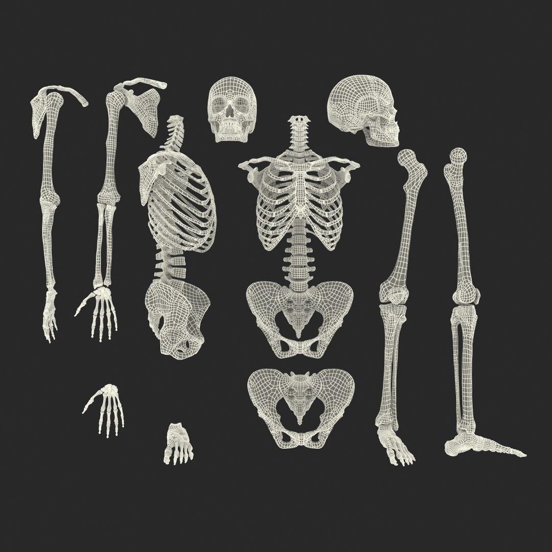 female skeleton human skull 3d model https://p.turbosquid.com/ts-thumb/XH/MVjHjk/UVIi7H0l/femaleskeletoncollection3dmodels103/jpg/1464948833/1920x1080/fit_q87/d647f6836dd808d67e0ff14a358ee5f5fd295968/femaleskeletoncollection3dmodels103.jpg