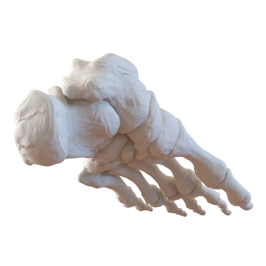 female skeleton human skull 3d model https://p.turbosquid.com/ts-thumb/XH/MVjHjk/UpDlWTuS/femaleskeletoncollection3dmodels058/jpg/1464948827/1920x1080/fit_q87/31d5e2ff35bb17882d20ddc1424bb4e18b9ba325/femaleskeletoncollection3dmodels058.jpg