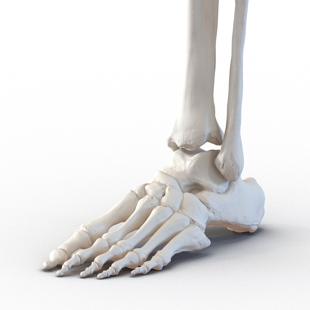 female skeleton human skull 3d model https://p.turbosquid.com/ts-thumb/XH/MVjHjk/Wq13U8c9/femaleskeletoncollection3dmodels082/jpg/1464948830/1920x1080/fit_q87/28bb6aea7bc692203389f74554c1f29d708d1e91/femaleskeletoncollection3dmodels082.jpg