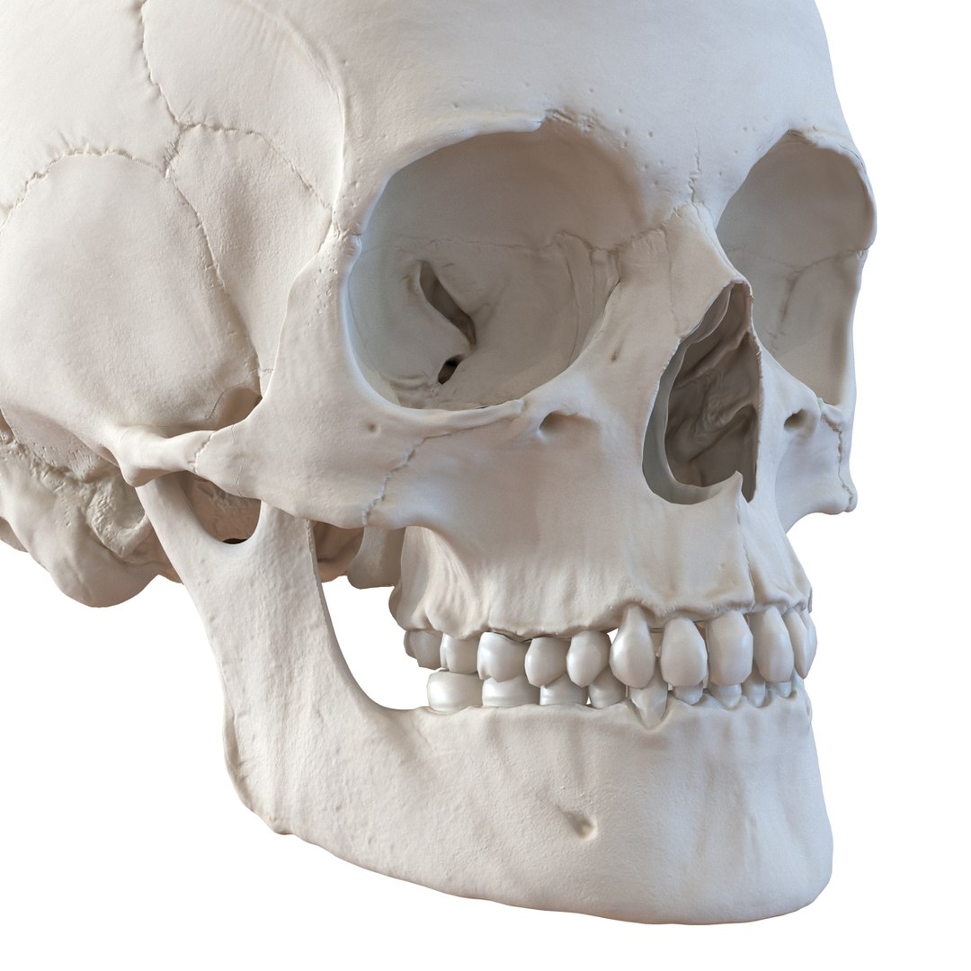 female skeleton human skull 3d model https://p.turbosquid.com/ts-thumb/XH/MVjHjk/YPKTYCMb/femaleskeletoncollection3dmodels011/jpg/1464948820/1920x1080/fit_q87/f8845c2ab46ac563cd41fa7c0684f41d84af6822/femaleskeletoncollection3dmodels011.jpg