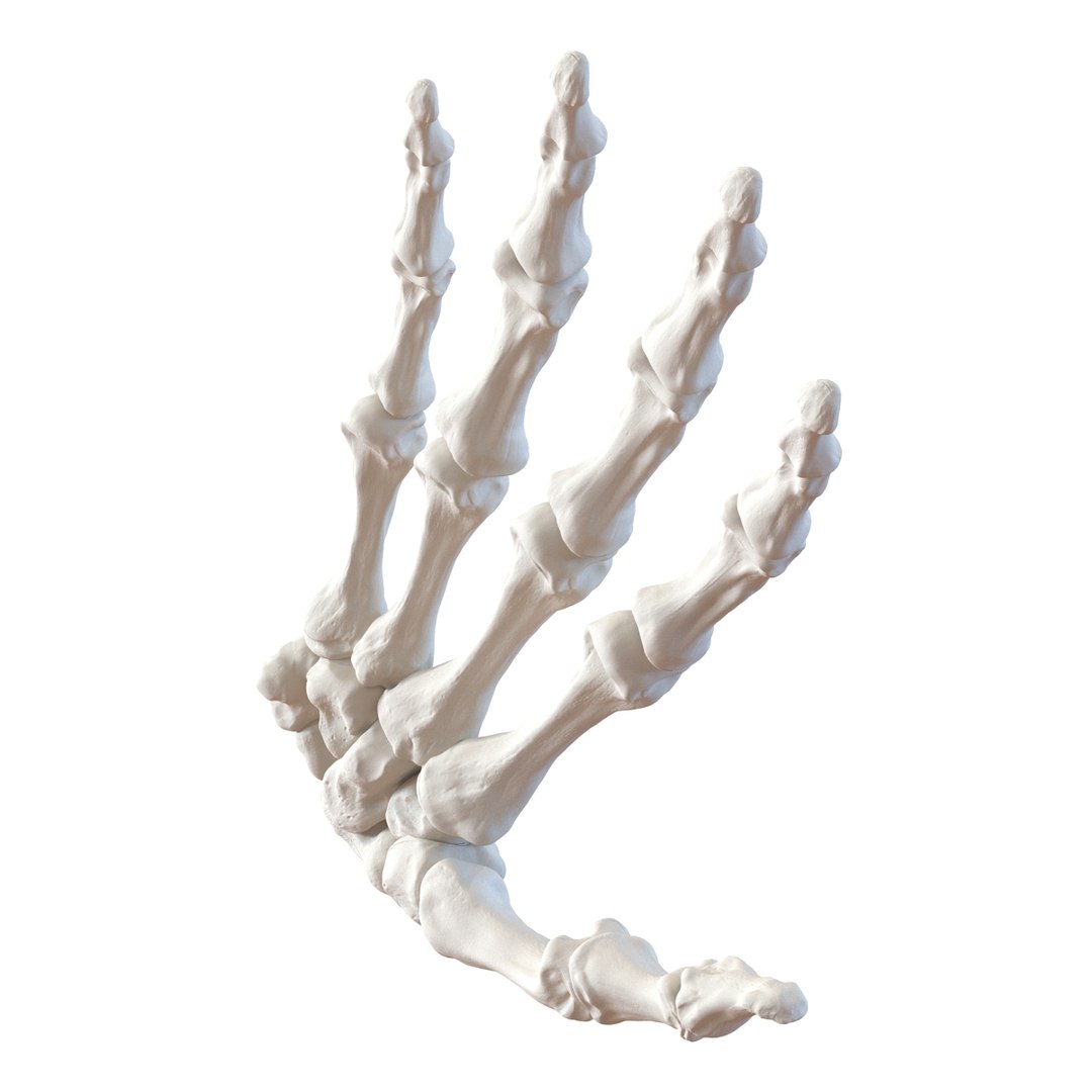 female skeleton human skull 3d model https://p.turbosquid.com/ts-thumb/XH/MVjHjk/Zc9LgMjI/femaleskeletoncollection3dmodels065/jpg/1464948828/1920x1080/fit_q87/2e384df4891360185ec5b84d22ad2c9a8058f103/femaleskeletoncollection3dmodels065.jpg