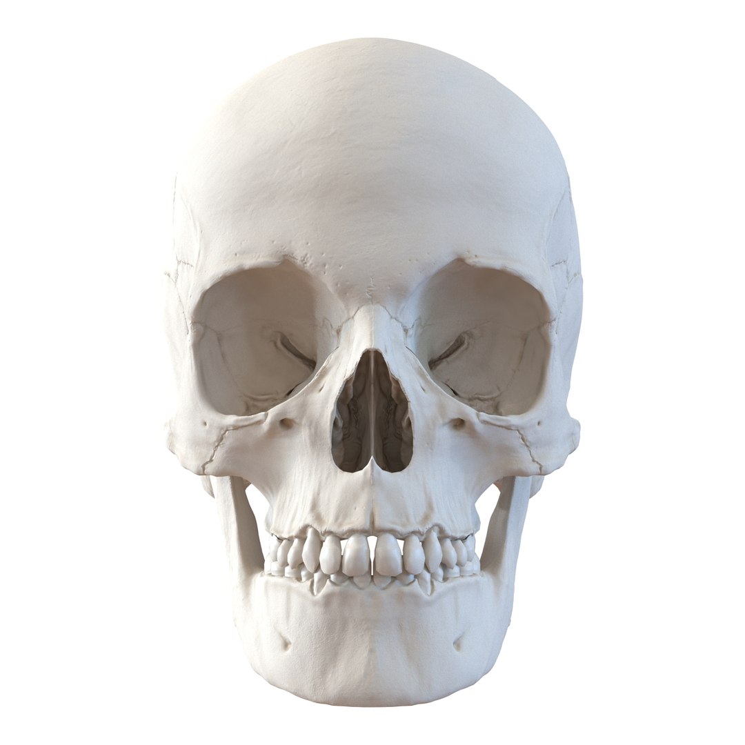 female skeleton human skull 3d model https://p.turbosquid.com/ts-thumb/XH/MVjHjk/coHIa1ht/femaleskeletoncollection3dmodels004/jpg/1464948819/1920x1080/fit_q87/1133d50be4f71b9a62c83d1fb4722d2ccbb6e570/femaleskeletoncollection3dmodels004.jpg